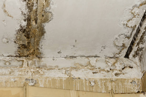 Why You Should Choose Our Mold Remediation Services in Brookhaven, GA